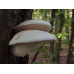 Мицелий Вешенки дубовой (Pleurotus dryinus) Мицелий Вешенки дубовой (Pleurotus dryinus)